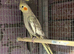 Breeding pairs cockatiels