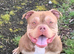 2 Pocket bully male and female