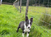 Lilac/grey an white collie pups