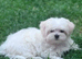 Korean Maltese Puppy male