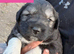 6 stunning puppies for sale ready to leave 17th August.