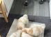 Puppies