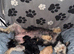 Jackapoo puppies for sale