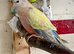 Stunning young pair of bourkes parakeets