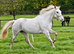 STUNNING Connie X ISH Mare