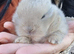 Adorable Pure Bed Netherland Dwarf bunnies