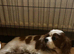 Cavapoo F1