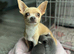 Blue/ lilac chihuahua puppies