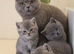 Pedigree British shorthair kittens