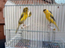 X2 Persian hens fit and healthy