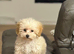 Toy poodle