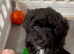 Outstanding Quality Maltipoo Puppies DNA Health Tested Clear Parents