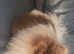 Pomeranian age 1 years male lilac Tri Teddy bear