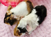 Sow Pair