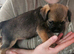 KC Registered SLEM Clear Border Terrier puppies