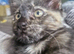 Tortoishell female kitten