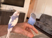 Budgeese for sale
