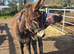 Loving donkeys looking for loving homes geldings