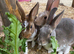 READY TO GO! Stunning Mini Rex Rabbit Babies