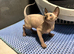 Boy Sphynx