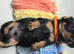 Beautiful KC Registered Dachshund Puppy Available