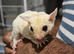 Beautiful White Leucistic Sugar glider boy