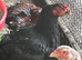 Aseel chickens for sale