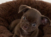 Dark chocolate female available Russian lines