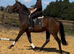 Chunky Irish bred filly