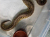 Baby Royal python