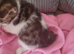Lovely boy kitten