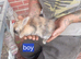 8 week old bunny for sale