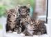 Tabby Kittens Ready SOON