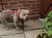 2 year old needs rehomeing