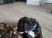 Australian Labradoodle Puppies