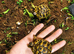 BABY HERMANNS TORTOISE & SET UPS