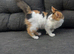 Kitten female around 6 months old