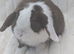 Choc split mini lop buck