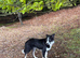 1 year old female border collie