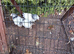 Three lovely female light Sussex bantam 3 months old