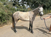 3 year old registered Connemara 143cm