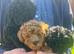 Fox red boy Royal Kennel Club registered, prcd pra clear. Parents are both family pets.