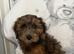 Cockapoo puppies