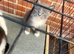 5 baby kittens
