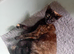 4 Stunning Kittens
