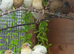 Silverbills