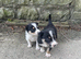 Farm collie pups