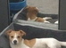 Handsome jack Russell two year old boy