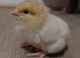 Buff Sussex chicks & Light Sussex Chicks & Hatching Eggs