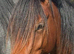WelshD/1/4Warmblood